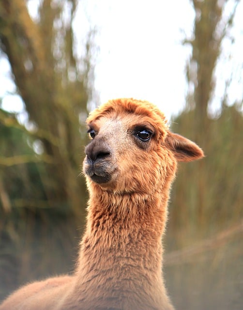 Free download alpaca lama cute nature animal free picture to be edited with GIMP free online image editor