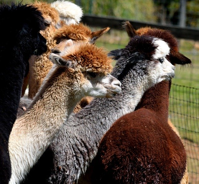 Free download Alpacas Animal Cute Alpaca -  free photo or picture to be edited with GIMP online image editor