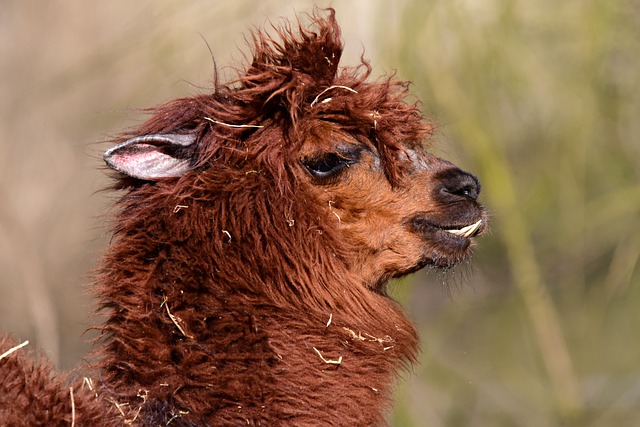 Free download alpaca vicuna pacos animal mammal free picture to be edited with GIMP free online image editor