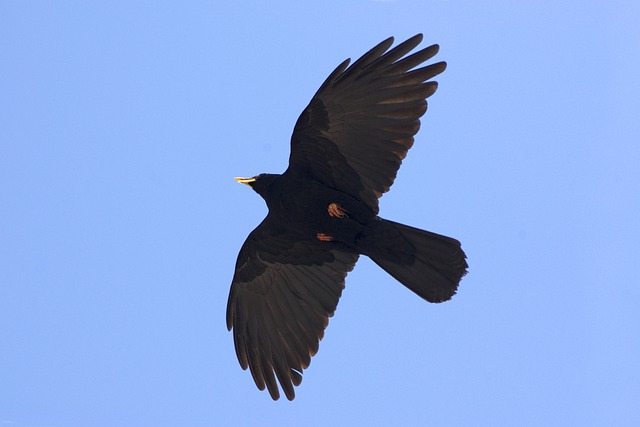 Free download alpine chough bird animal free picture to be edited with GIMP free online image editor