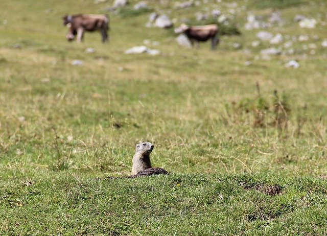 Free download Alpine Marmot Nature -  free photo or picture to be edited with GIMP online image editor