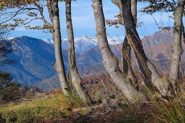 Bezpłatne pobieranie Alpine Mountains Trees - bezpłatne zdjęcie lub obraz do edycji za pomocą internetowego edytora obrazów GIMP