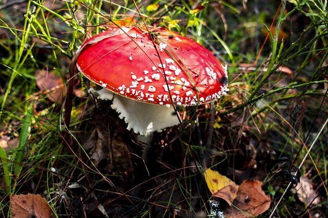 Free download Amanita Mushroom Foliage -  free photo or picture to be edited with GIMP online image editor
