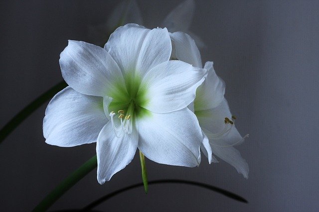 Free download Amaryllis Blossom Bloom -  free photo or picture to be edited with GIMP online image editor