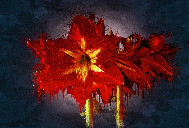 Descărcare gratuită Amaryllis Flower Blossom - fotografie sau imagini gratuite pentru a fi editate cu editorul de imagini online GIMP