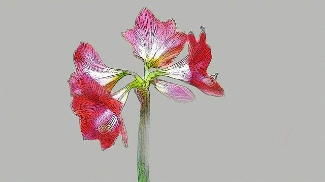 Free download Amaryllis Flower Plant -  free illustration to be edited with GIMP free online image editor