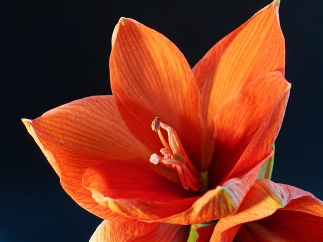 Free download amaryllis flower plant blossom free picture to be edited with GIMP free online image editor