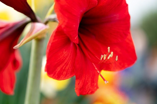 Free download Amaryllis Flowers Macro Close -  free photo or picture to be edited with GIMP online image editor