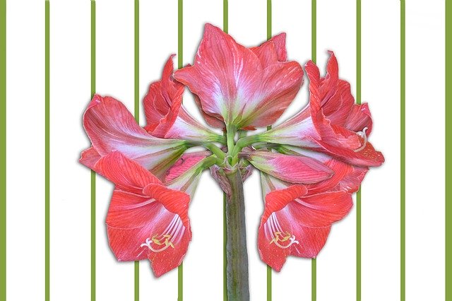 Planta De Flores De Amarilis -
