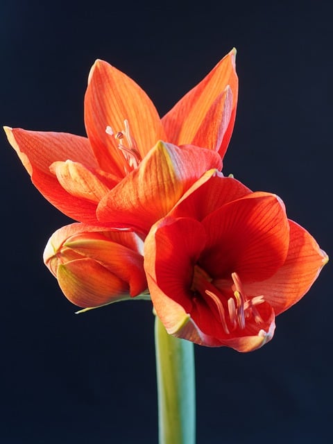 Free download amaryllis flowers plant blossoms free picture to be edited with GIMP free online image editor