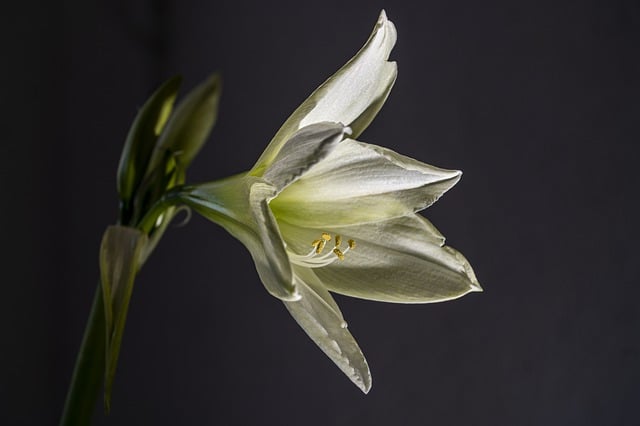 Free download amaryllis flower white flower bloom free picture to be edited with GIMP free online image editor