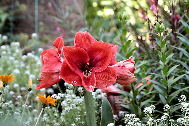 Free download amaryllis lily flower flora free picture to be edited with GIMP free online image editor