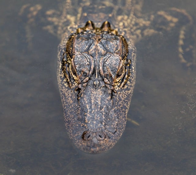 Free download american alligator alligator free picture to be edited with GIMP free online image editor