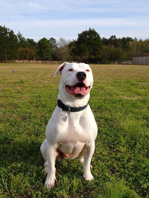 Free download American Bulldog Pitbull Animal -  free photo or picture to be edited with GIMP online image editor