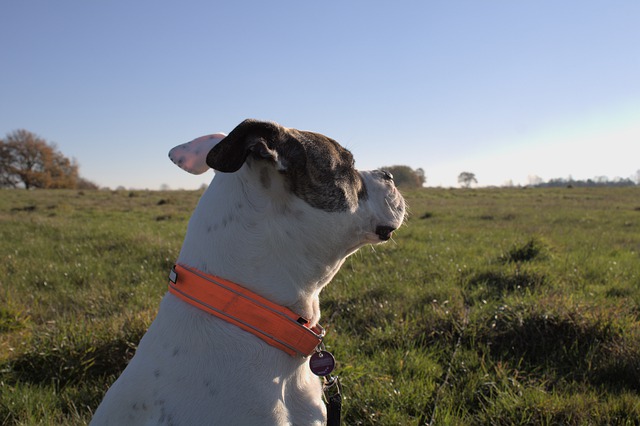 Free download american bulldog prairie bulldog free picture to be edited with GIMP free online image editor