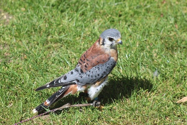 Free download American Kestrel Nature -  free photo or picture to be edited with GIMP online image editor