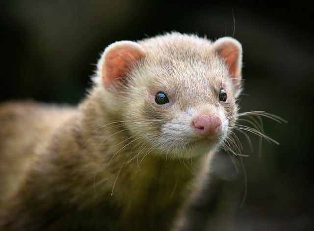 Free download american mink mink mustelid free picture to be edited with GIMP free online image editor