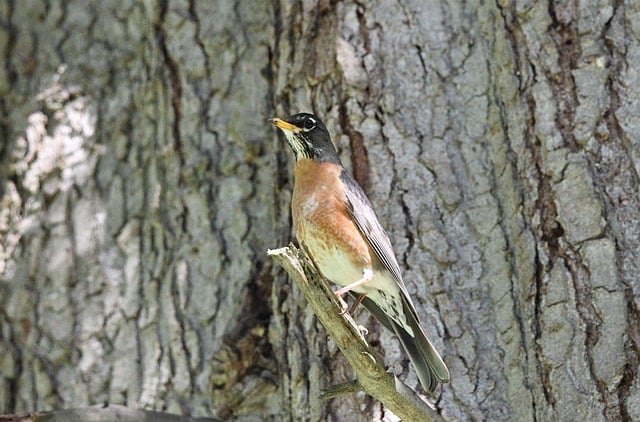 Free download american robin nature wildlife free picture to be edited with GIMP free online image editor