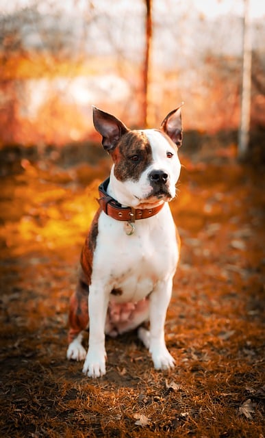 Free download american staffordshire terrier dog free picture to be edited with GIMP free online image editor