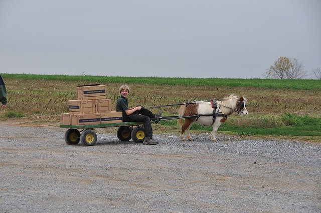 Free download Amish Boy Cart Pony -  free free photo or picture to be edited with GIMP online image editor