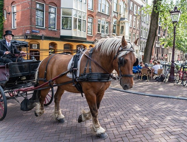 Unduh gratis Amsterdam Horse Ride - foto atau gambar gratis untuk diedit dengan editor gambar online GIMP