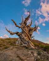 Free download Ancient Bristlecone Pine Tree at Sunset free photo or picture to be edited with GIMP online image editor