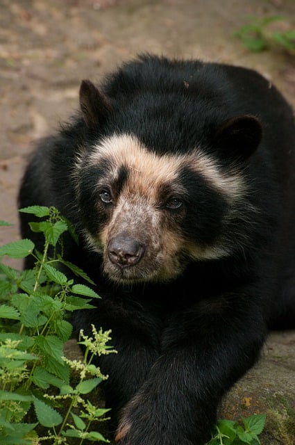 Free download andean bear bear mammal free picture to be edited with GIMP free online image editor