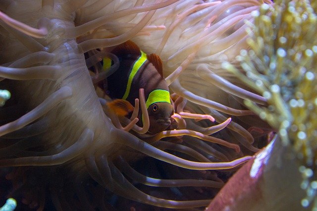 Free download Anemone Fish Underwater -  free photo or picture to be edited with GIMP online image editor