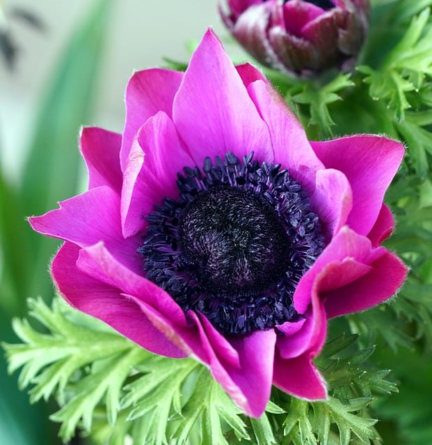 Free download anemone flower blossom bloom free picture to be edited with GIMP free online image editor