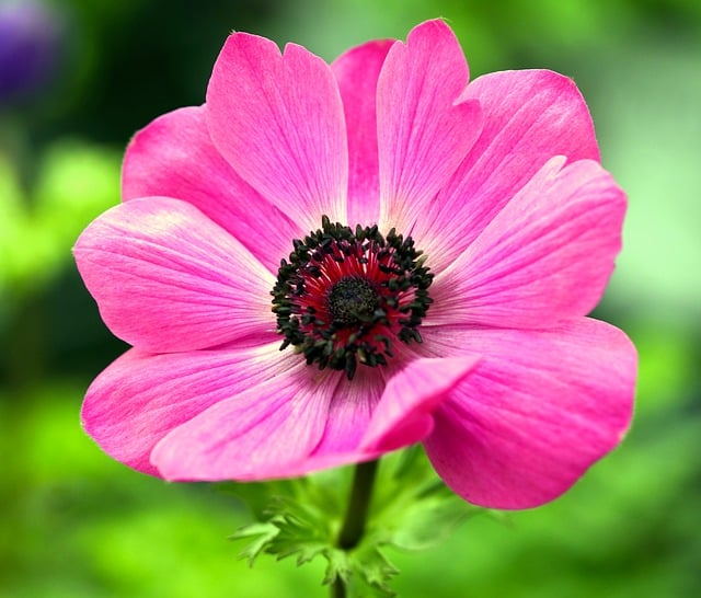 Free download anemone flower blossom bloom pink free picture to be edited with GIMP free online image editor