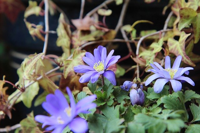 Free download Anemone Flowering Flower -  free photo or picture to be edited with GIMP online image editor