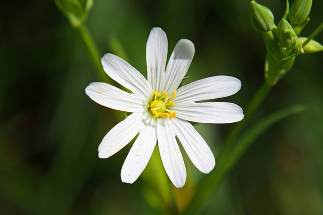 Free download anemone flower plant white flower free picture to be edited with GIMP free online image editor