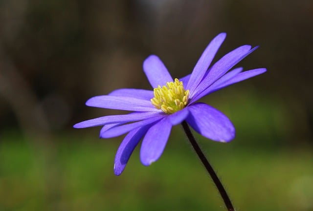 Free download anemone flower purple flower macro free picture to be edited with GIMP free online image editor