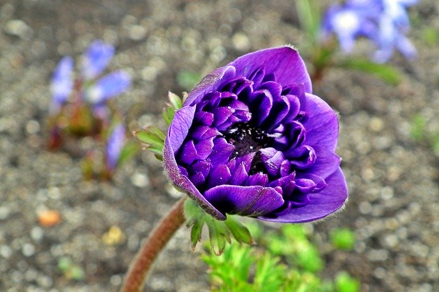 Free download Anemone Flower Spring -  free photo or picture to be edited with GIMP online image editor