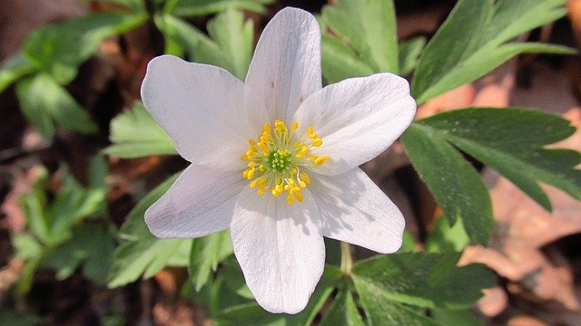 Free download Anemone Flower Spring Early -  free photo or picture to be edited with GIMP online image editor