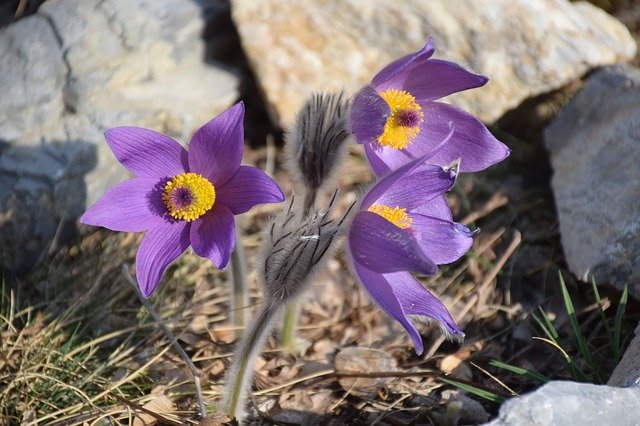 Free download Anemone Pulsatilla Grandis Purple -  free photo or picture to be edited with GIMP online image editor