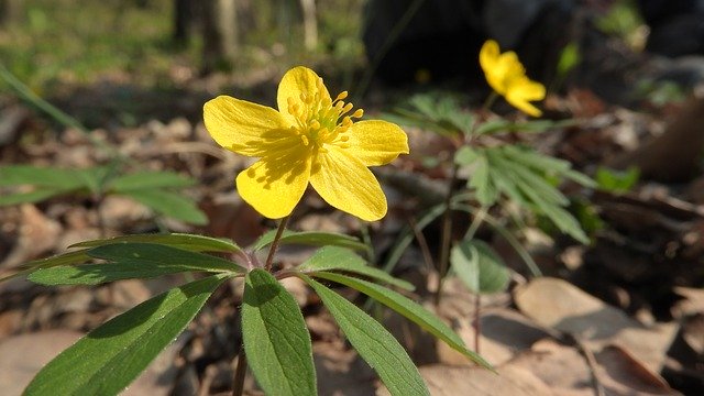 Free download Anemone Ranunculoides -  free photo or picture to be edited with GIMP online image editor