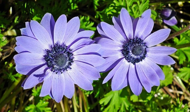 Free download anemones blue flowers spring free picture to be edited with GIMP free online image editor