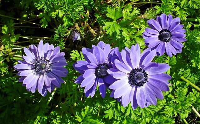 Free download anemones flowers blue spring free picture to be edited with GIMP free online image editor