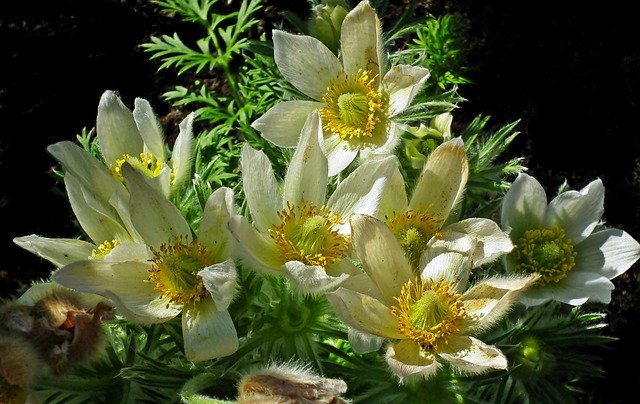 Free download Anemones Flowers Spring -  free photo or picture to be edited with GIMP online image editor