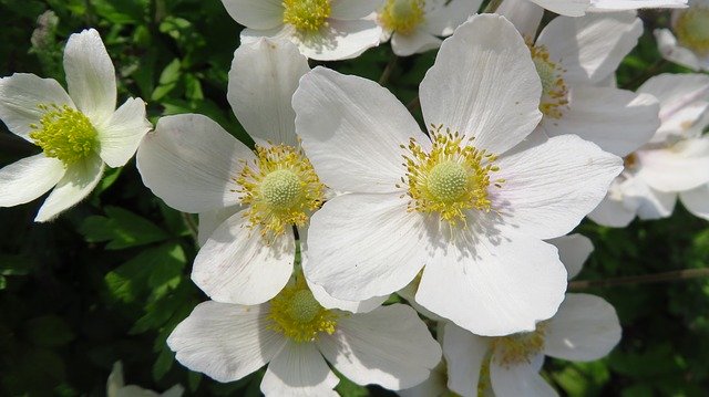 Free download Anemones Spring Anemone -  free photo or picture to be edited with GIMP online image editor