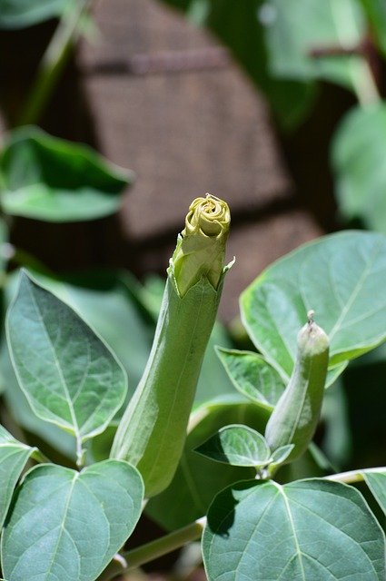 Free download Angels Trumpet Flower Bloom -  free photo or picture to be edited with GIMP online image editor