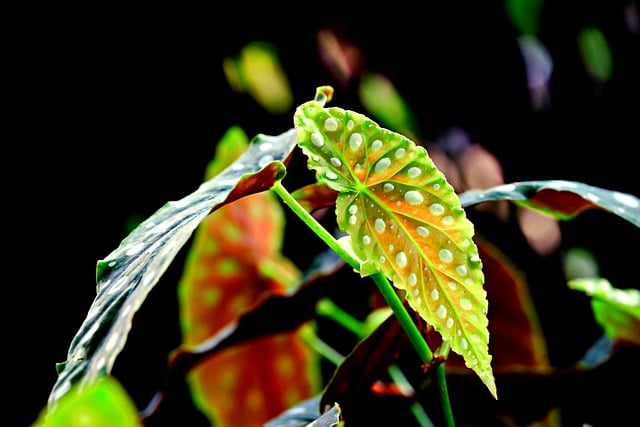 Free download angel wing begonia begonia plant free picture to be edited with GIMP free online image editor