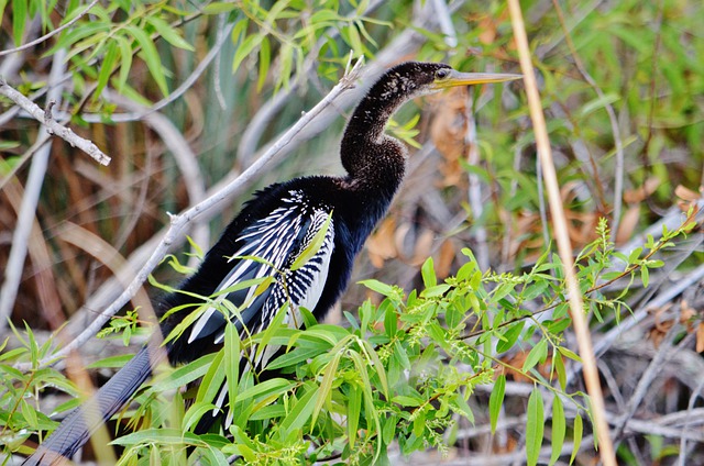 Free download anihinga bird everglades np florida free picture to be edited with GIMP free online image editor