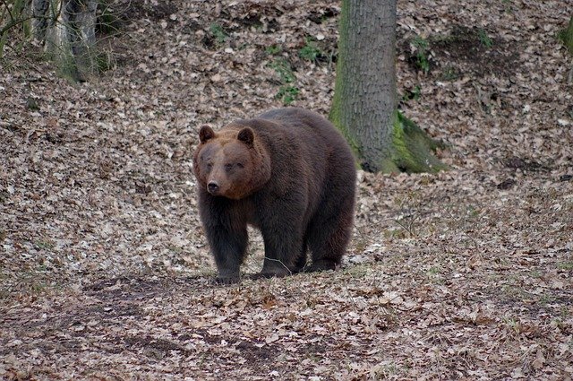 Free download Animal Bear Brown -  free photo or picture to be edited with GIMP online image editor