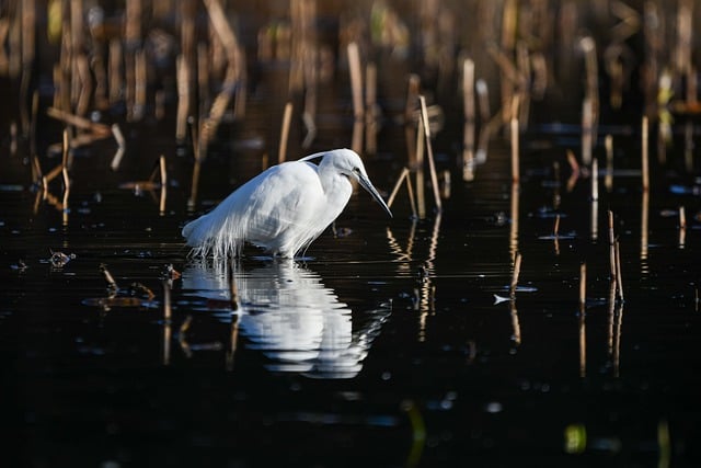 Free download animal bird heron egret free picture to be edited with GIMP free online image editor