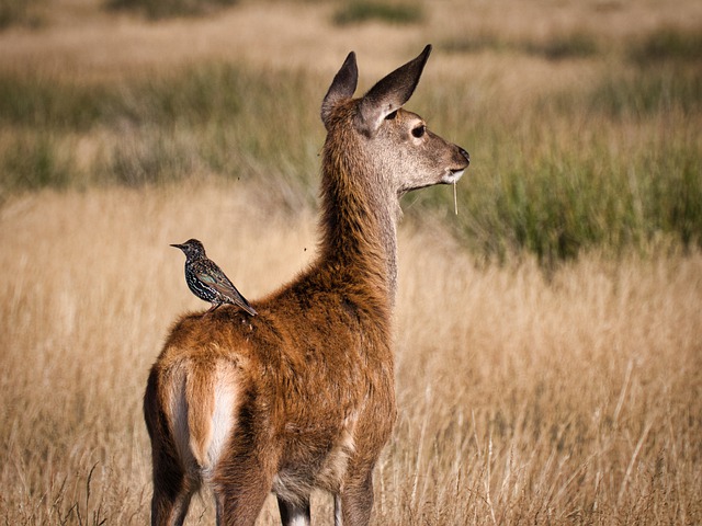 Free download animal bird mammal nature wildlife free picture to be edited with GIMP free online image editor