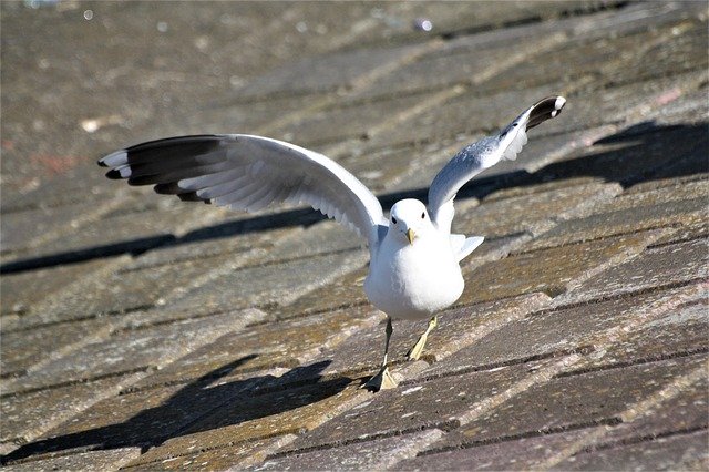 Free download Animal Bird Seagull Port -  free photo or picture to be edited with GIMP online image editor