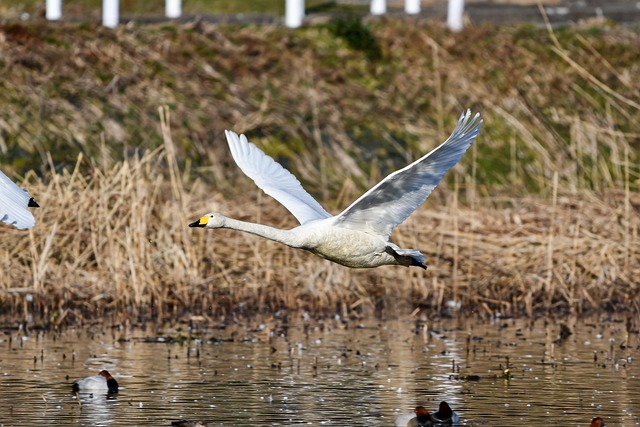 Free download animal bird swan whooper swan free picture to be edited with GIMP free online image editor