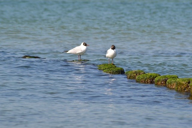 Free download Animal Birds Water -  free photo or picture to be edited with GIMP online image editor